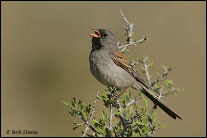 Black-chinned Sparrow (Spizella atrogularis)