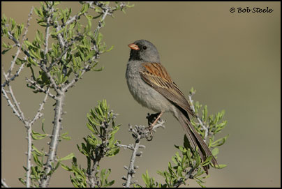Black-chinned Sparrow (Spizella atrogularis)