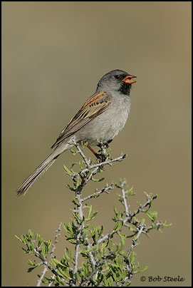 Black-chinned Sparrow (Spizella atrogularis)