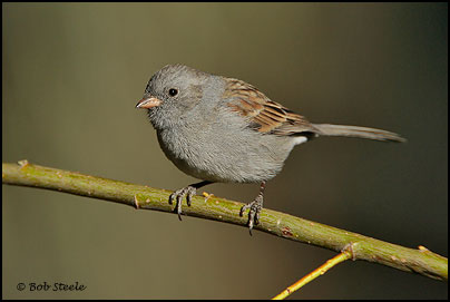 Black-chinned Sparrow (Spizella atrogularis)