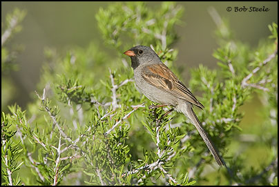 Black-chinned Sparrow (Spizella atrogularis)