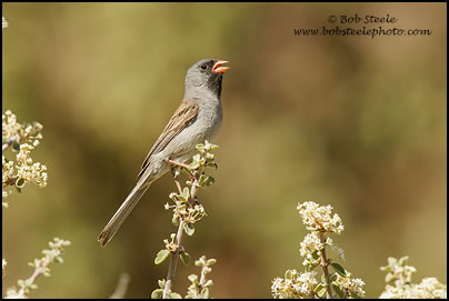 Black-chinned Sparrow (Spizella atrogularis)