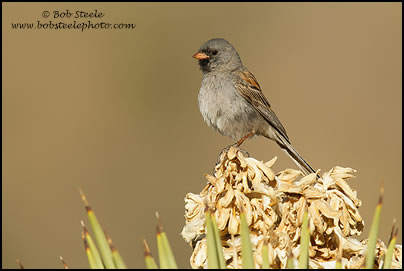 Black-chinned Sparrow (Spizella atrogularis)