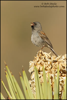 Black-chinned Sparrow (Spizella atrogularis)