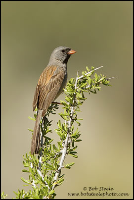 Black-chinned Sparrow (Spizella atrogularis)