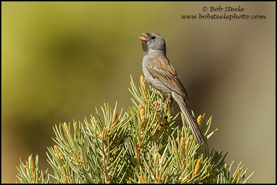 Black-chinned Sparrow (Spizella atrogularis)