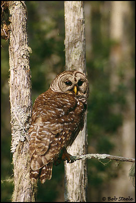 Barred Owl (Strix varia)