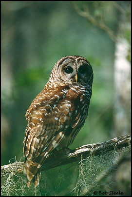 Barred Owl (Strix varia)