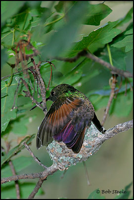 Berylline Hummingbird (Amazilia beryllina)