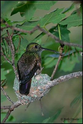 Berylline Hummingbird (Amazilia beryllina)