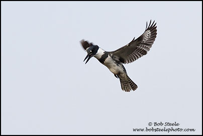 Belted Kingfisher (Ceryle alcyon)