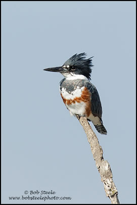 Belted Kingfisher (Ceryle alcyon)