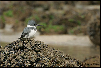 Belted Kingfisher (Ceryle alcyon)