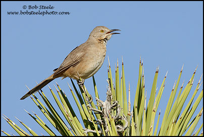 Bendire's Thrasher (Toxostoma bendirei)