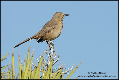 Bendire's Thrasher (Toxostoma bendirei)