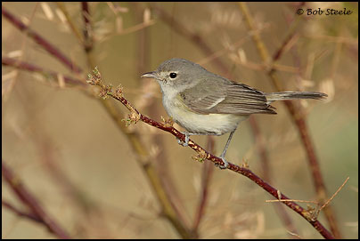 Least Bell's Vireo (Vireo bellii pusillus)