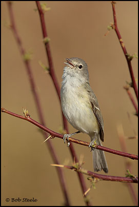 Least Bell's Vireo (Vireo bellii pusillus)