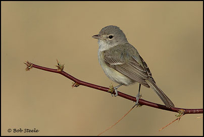 Least Bell's Vireo (Vireo bellii pusillus)