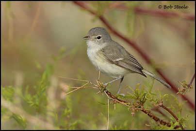 Least Bell's Vireo (Vireo bellii pusillus)
