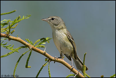 Least Bell's Vireo (Vireo bellii pusillus)