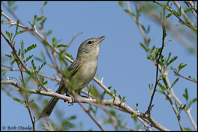 Least Bell's Vireo (Vireo bellii pusillus)