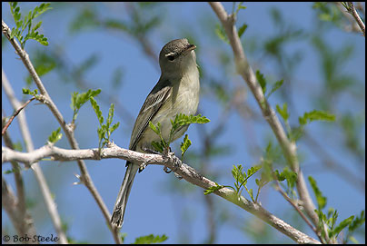 Least Bell's Vireo (Vireo bellii pusillus)