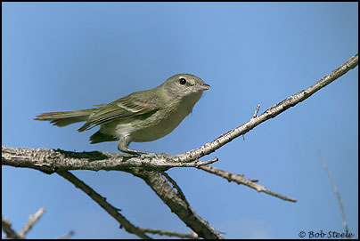 Least Bell's Vireo (Vireo bellii pusillus)