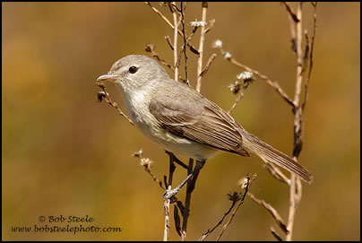 Least Bell's Vireo (Vireo bellii pusillus)