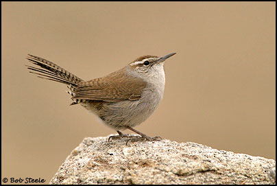 Bewick's Wren (Thryomanes bewickii)