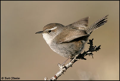 Bewick's Wren (Thryomanes bewickii)