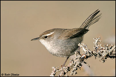 Bewick's Wren (Thryomanes bewickii)