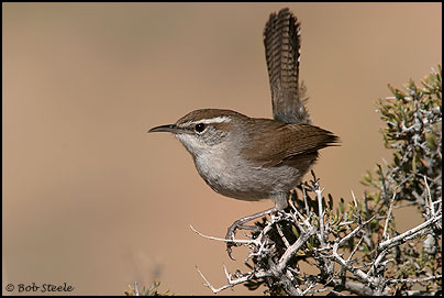 Bewick's Wren (Thryomanes bewickii)