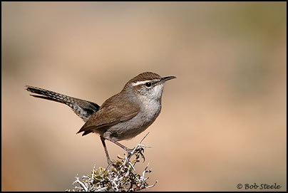 Bewick's Wren (Thryomanes bewickii)