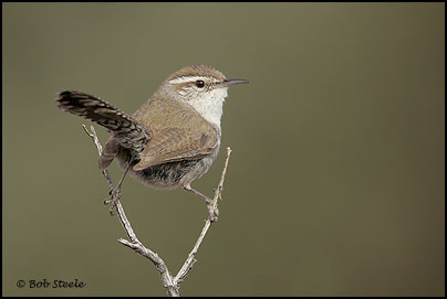 Bewick's Wren (Thryomanes bewickii)