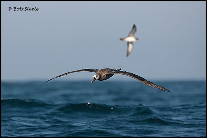 Black-footed Albatross (Phoebastria nigripes)