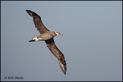 Black-footed Albatross (Phoebastria nigripes)