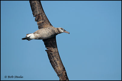 Black-footed Albatross (Phoebastria nigripes)