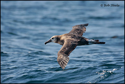Black-footed Albatross (Phoebastria nigripes)