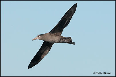 Black-footed Albatross (Phoebastria nigripes)