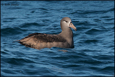 Black-footed Albatross (Phoebastria nigripes)