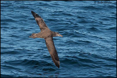 Black-footed Albatross (Phoebastria nigripes)