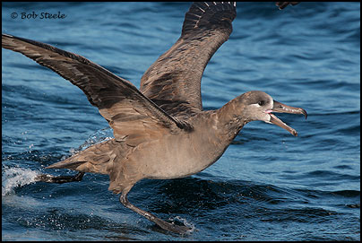 Black-footed Albatross (Phoebastria nigripes)