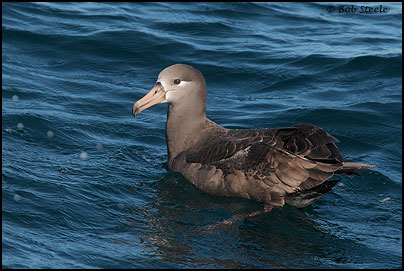 Black-footed Albatross (Phoebastria nigripes)