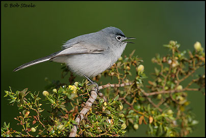 Blue-gray Gnatcatcher (Polioptila caerulea)