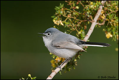 Blue-gray Gnatcatcher (Polioptila caerulea)
