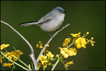 Blue-gray Gnatcatcher (Polioptila caerulea)