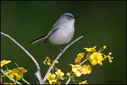 Blue-gray Gnatcatcher (Polioptila caerulea)