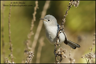 Blue-gray Gnatcatcher (Polioptila caerulea)