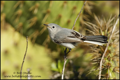 Blue-gray Gnatcatcher (Polioptila caerulea)
