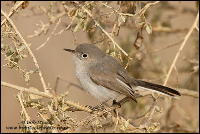 Blue-gray Gnatcatcher (Polioptila caerulea)